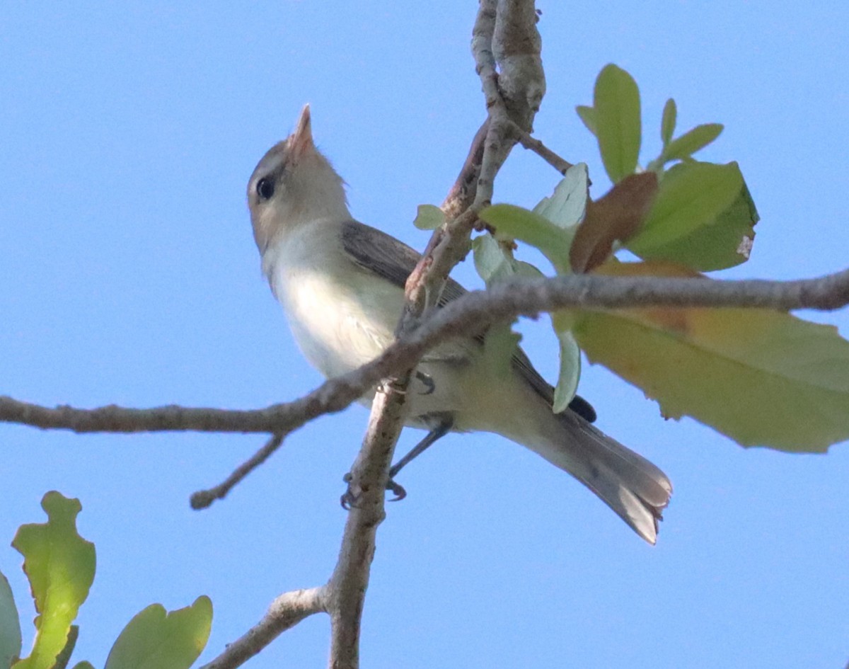 Warbling Vireo - Michael Brothers