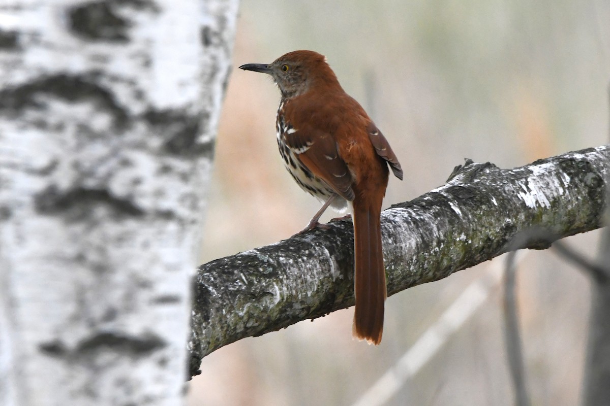 Brown Thrasher - Justin Hamlin