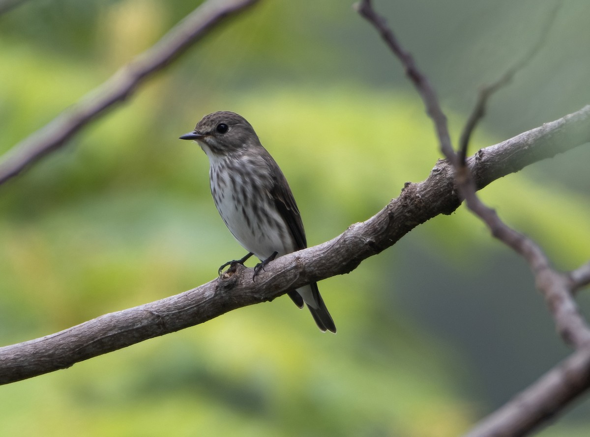 Gray-streaked Flycatcher - ML617650571