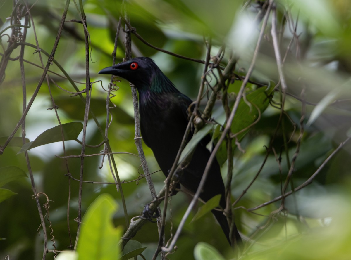 Metallic Starling - ML617650585