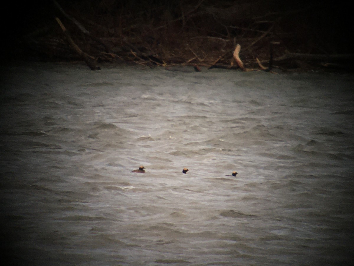 Horned Grebe - ML617650626