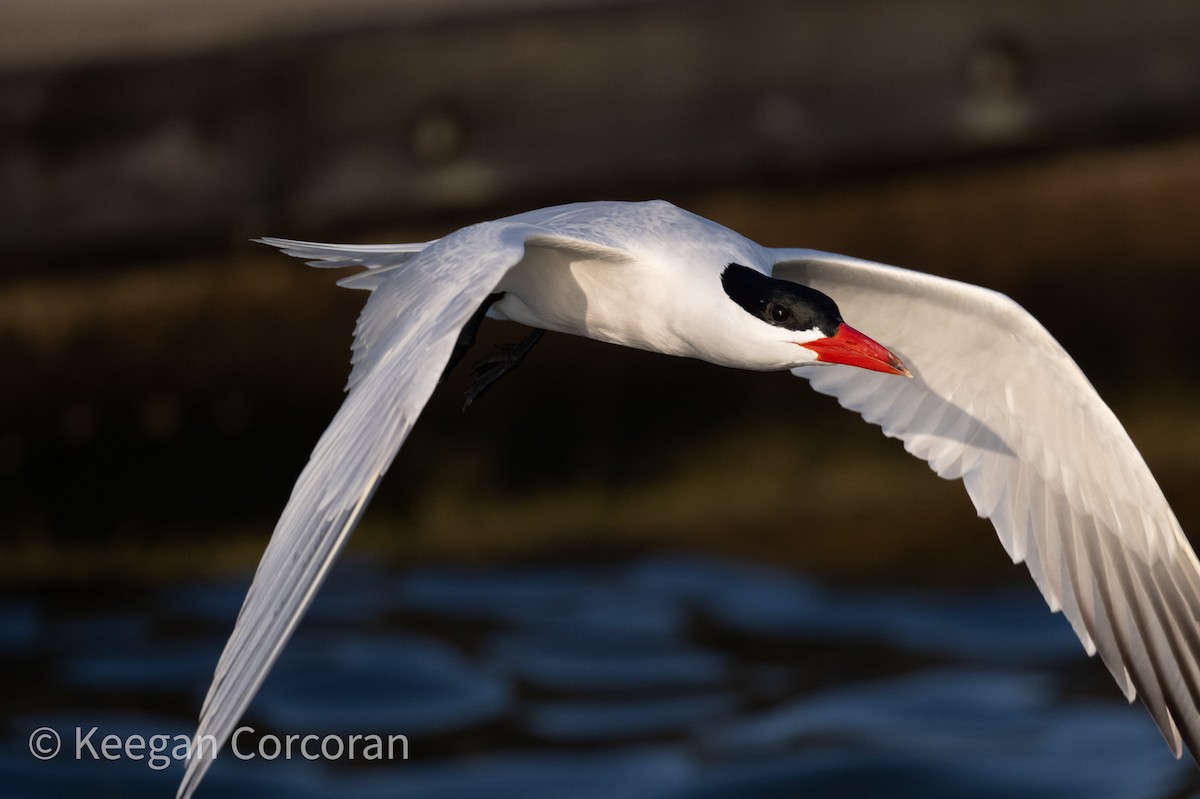 Caspian Tern - ML617650656