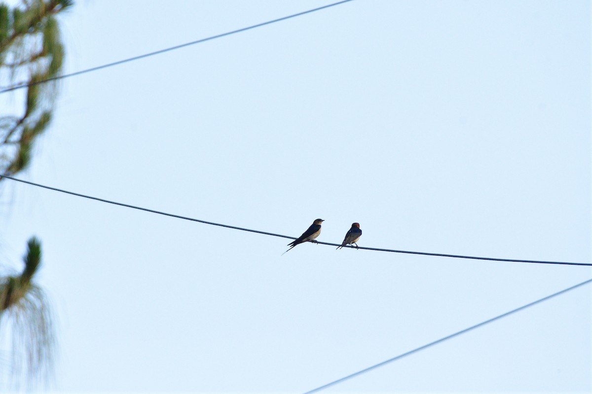 Red-rumped Swallow - ML617650657