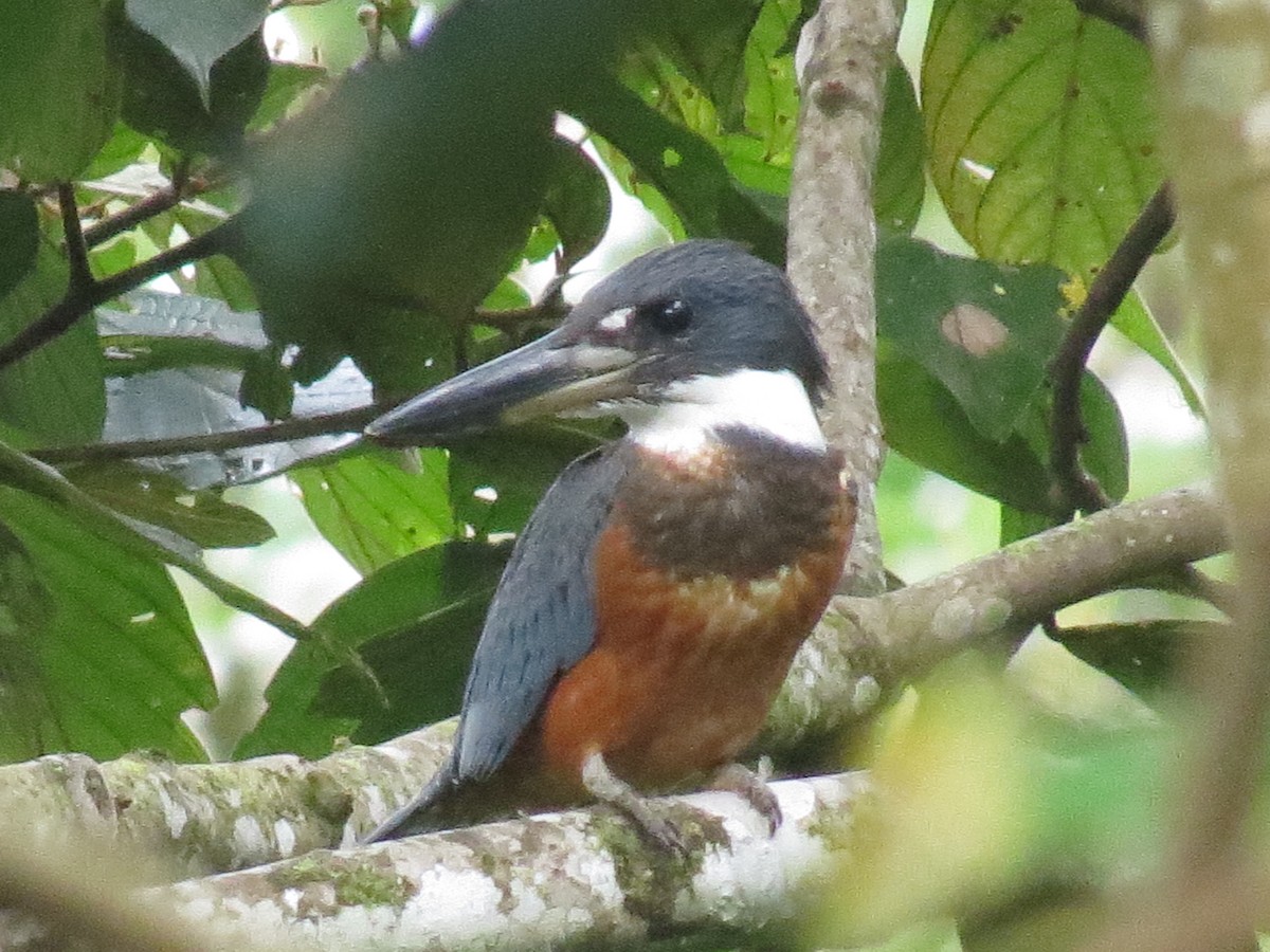 Ringed Kingfisher - ML617650665