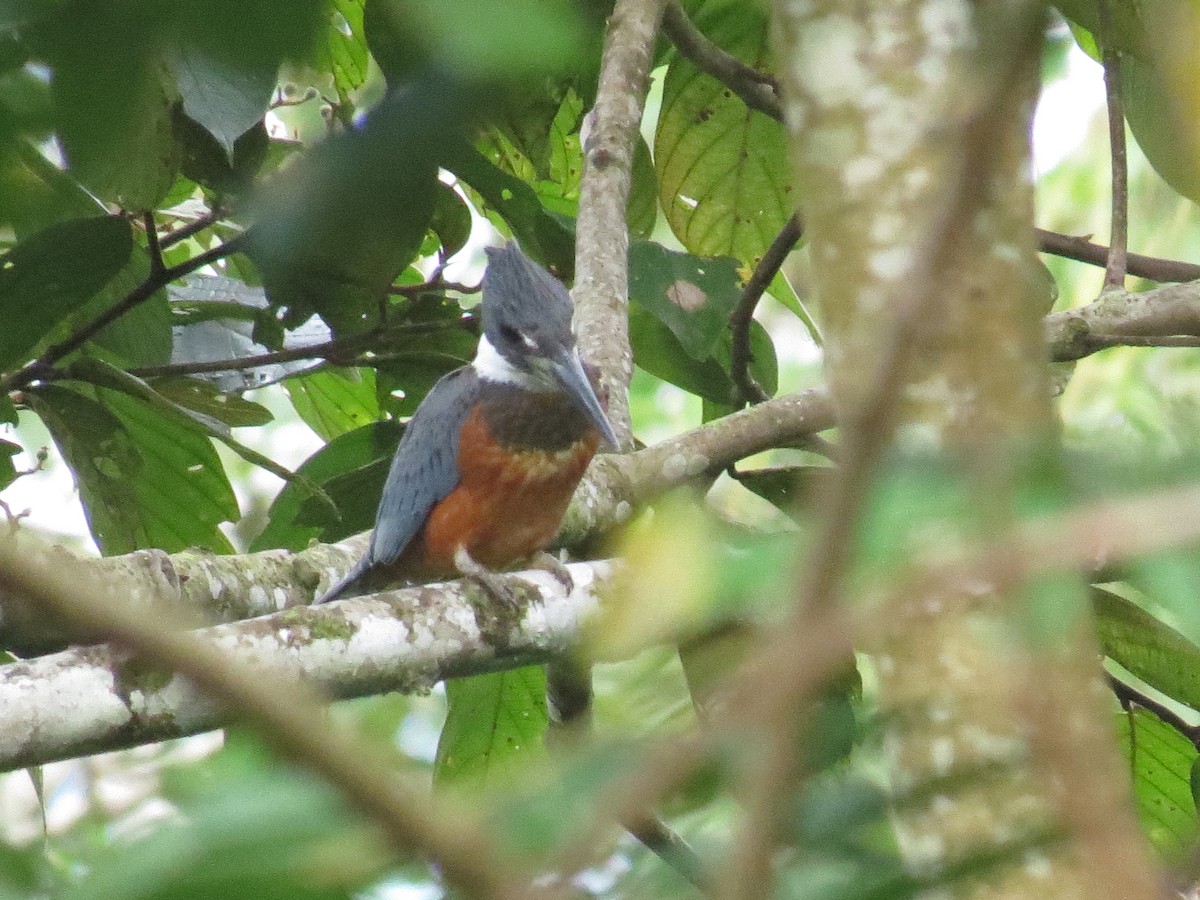 Ringed Kingfisher - ML617650666