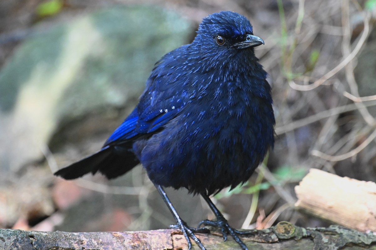 Синяя птица (caeruleus) - ML617650695