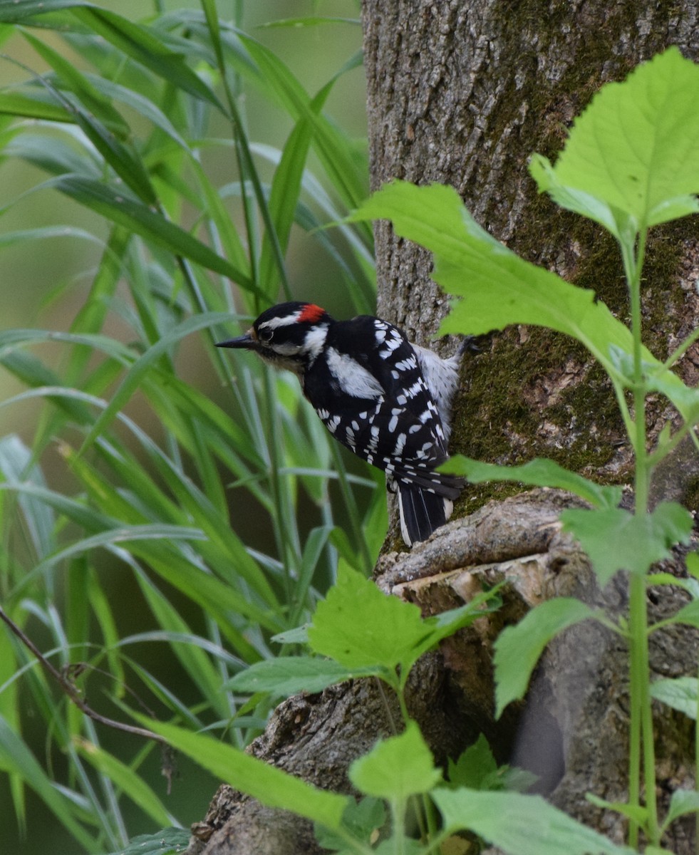 Downy Woodpecker - ML617650696