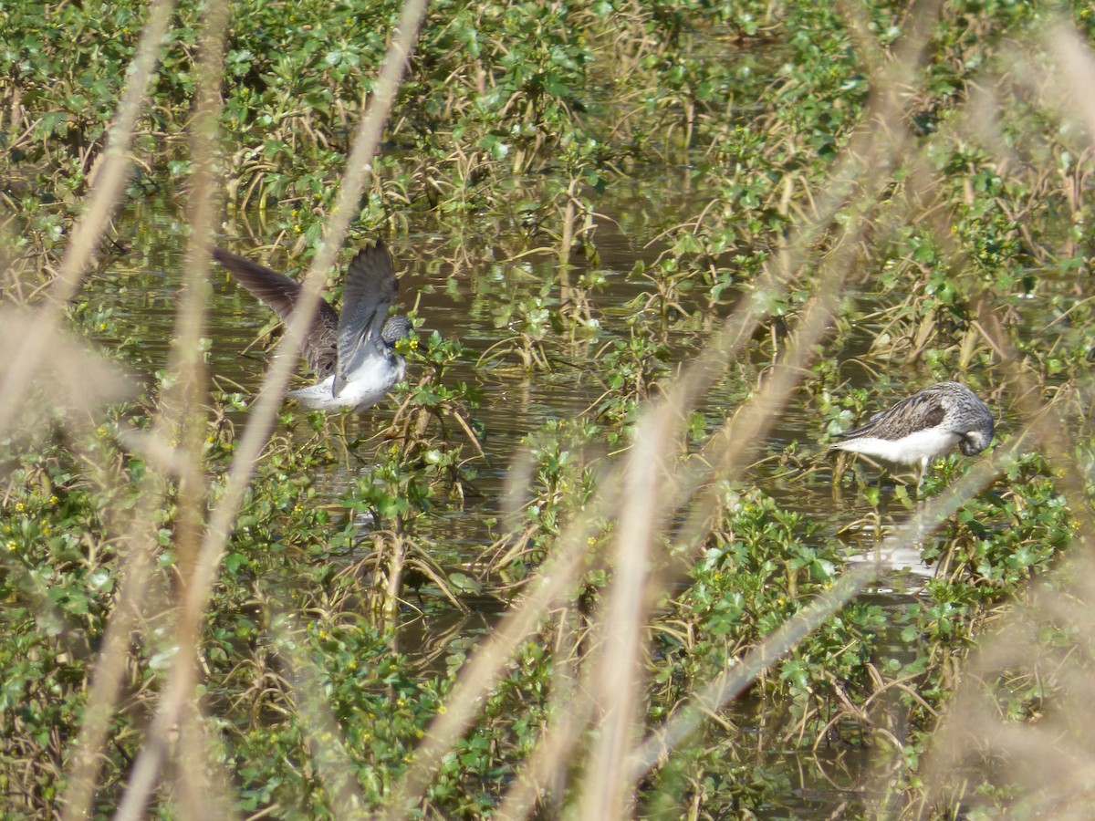 Common Greenshank - ML617650759