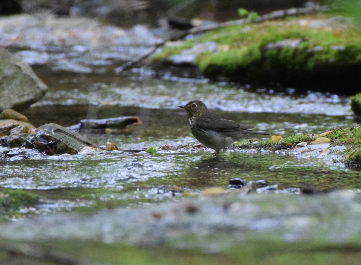 Swainson's Thrush - ML617650780