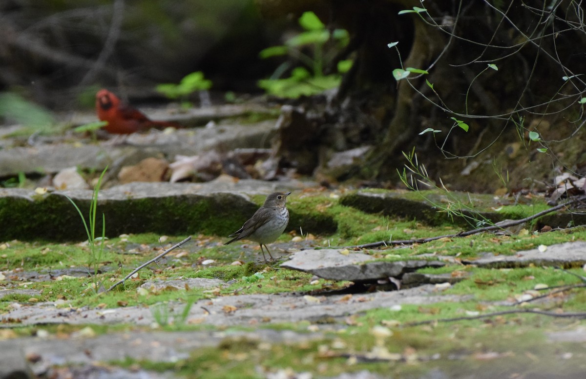 Swainson's Thrush - ML617650790