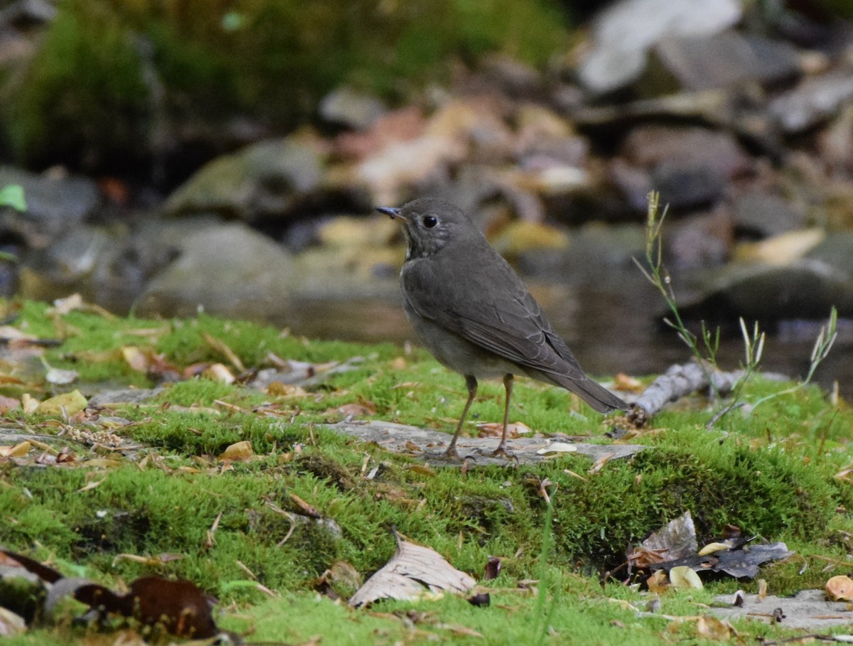 Gray-cheeked Thrush - ML617650804