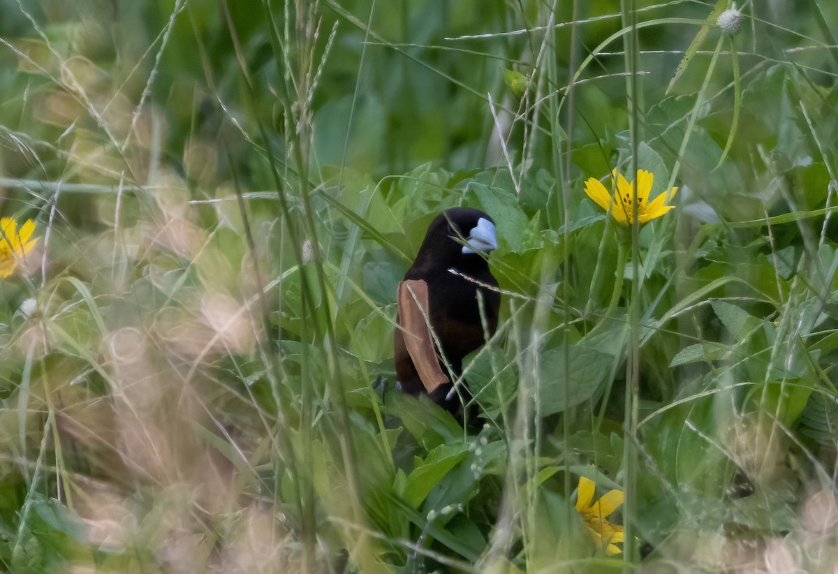 Chestnut Munia - Mitch Rose