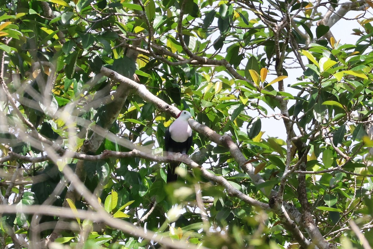Red-naped Fruit-Dove - ML617650811