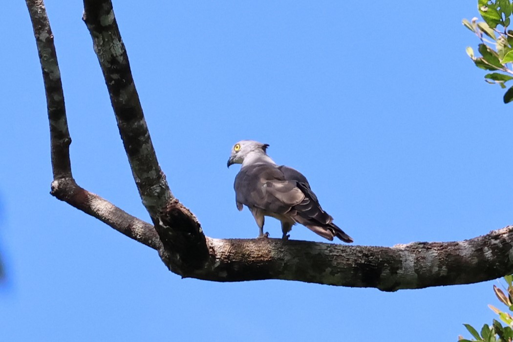 Pacific Baza - 瑞珍 楊