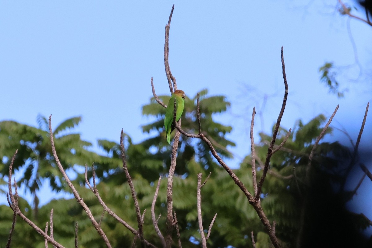 Red-cheeked Parrot - ML617650847