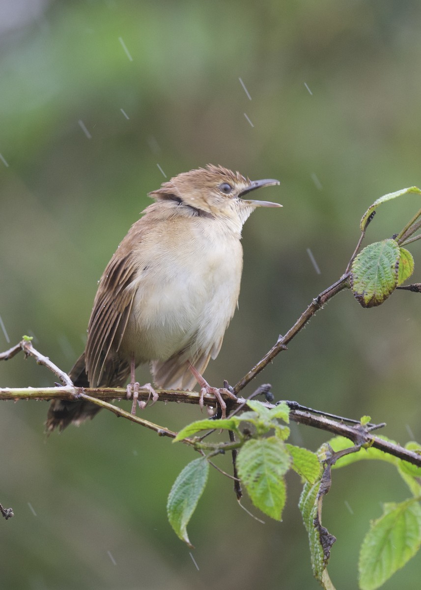 Broad-tailed Grassbird - Bhupesh Goyal