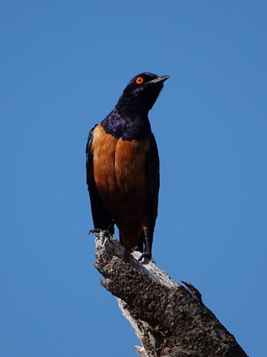 Hildebrandt's Starling - ML617650898