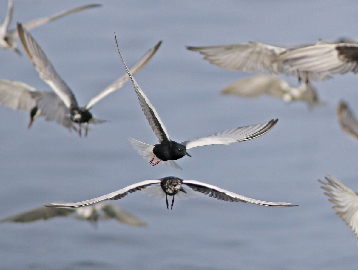 White-winged Tern - Neoh Hor Kee