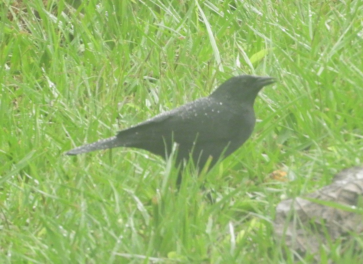 Chopi Blackbird - Alan Dixon