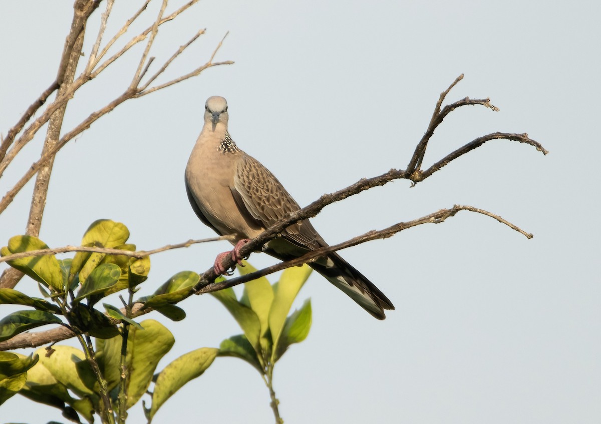 Spotted Dove - ML617650931