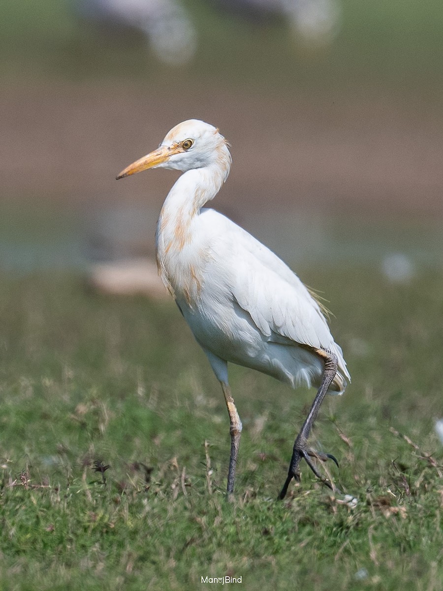 Eastern Cattle Egret - Manoj Bind