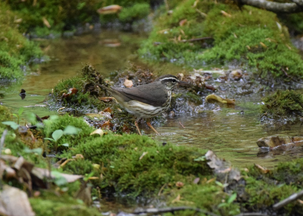 Louisiana Waterthrush - ML617650960