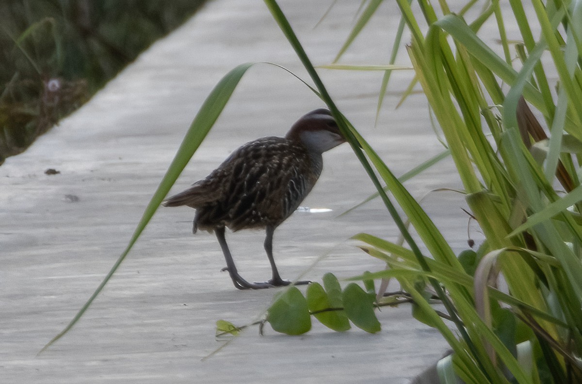 Buff-banded Rail - ML617650977