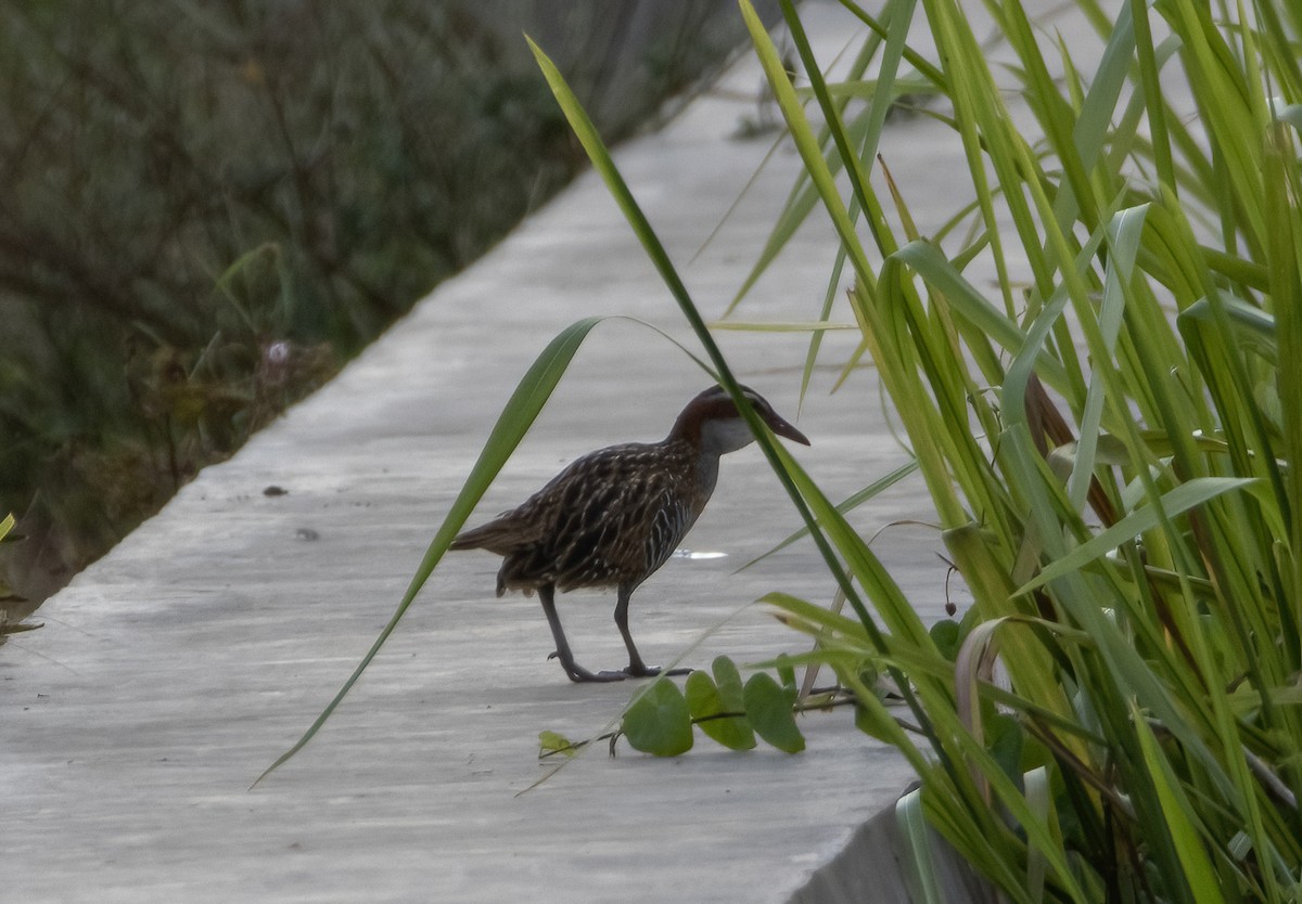 Buff-banded Rail - ML617650978