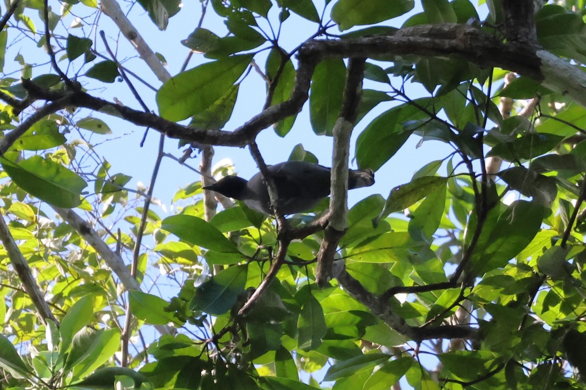 Pale-shouldered Cicadabird - ML617650996