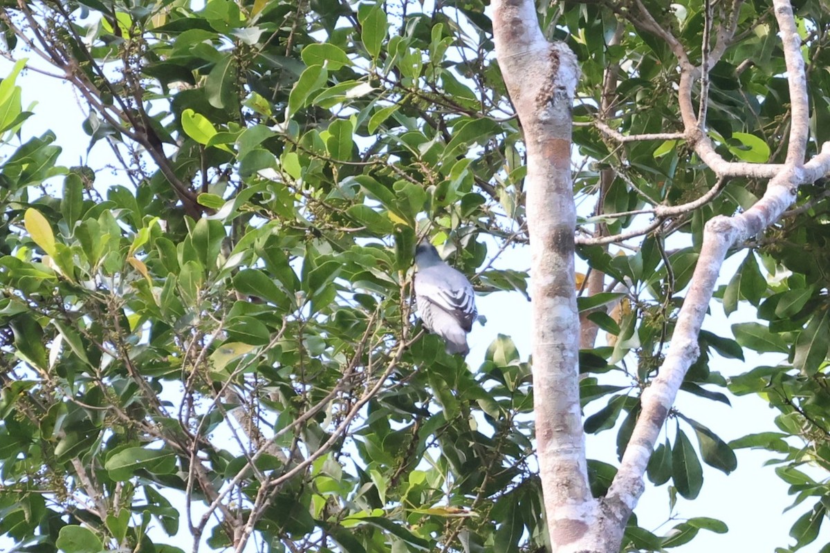 Pale-shouldered Cicadabird - ML617650997