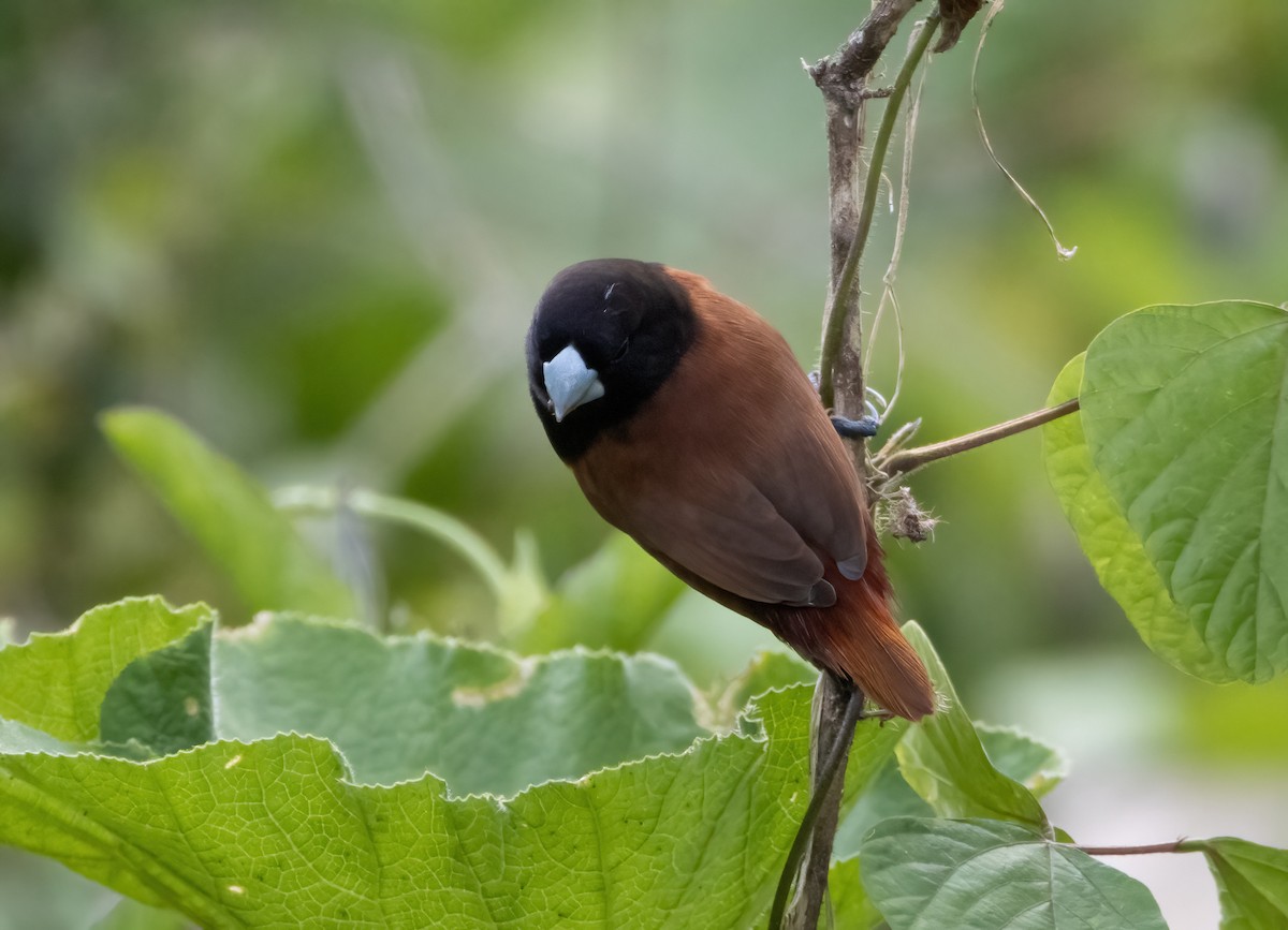 Chestnut Munia - ML617651000