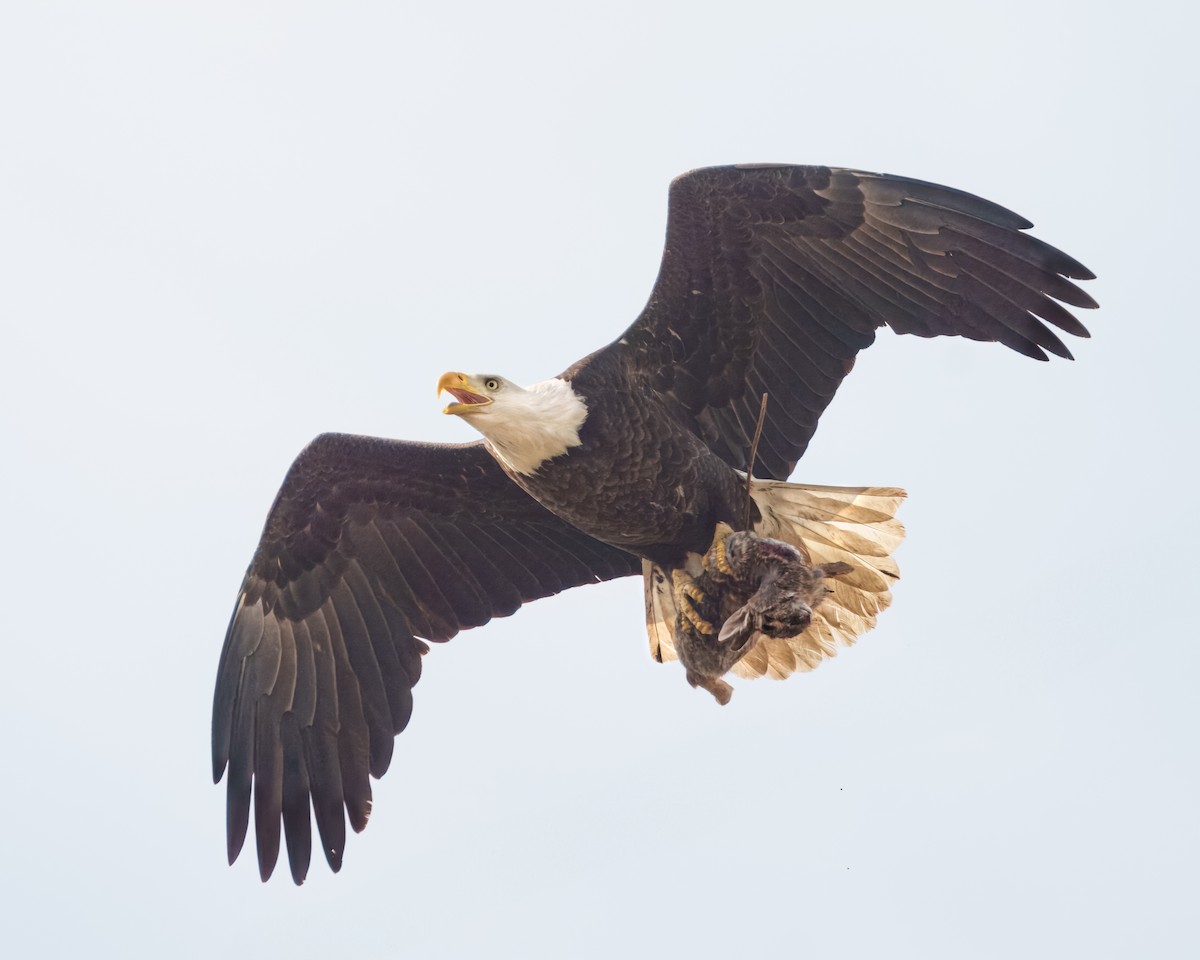 Bald Eagle - ML617651011