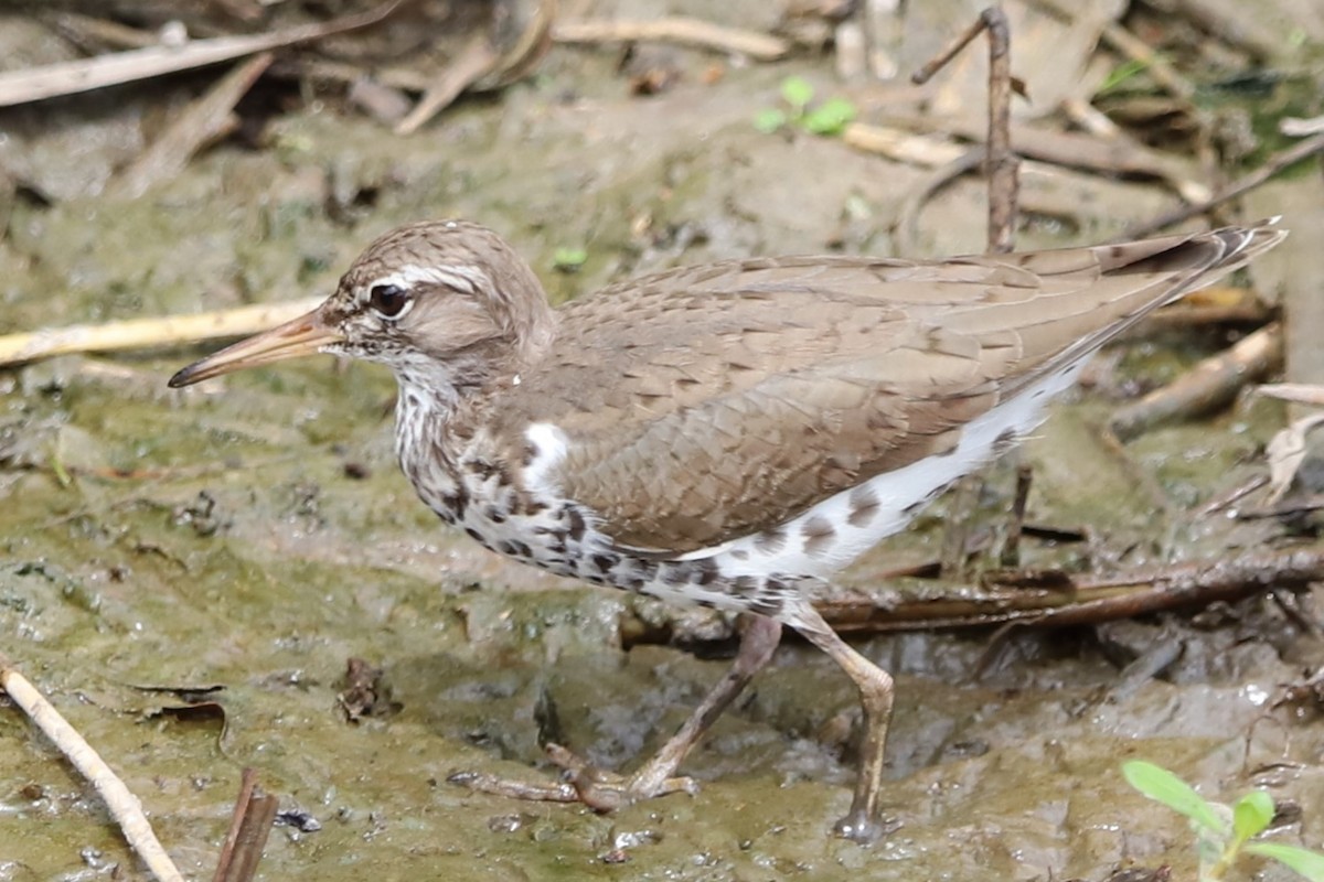 Spotted Sandpiper - Judson Lassiter