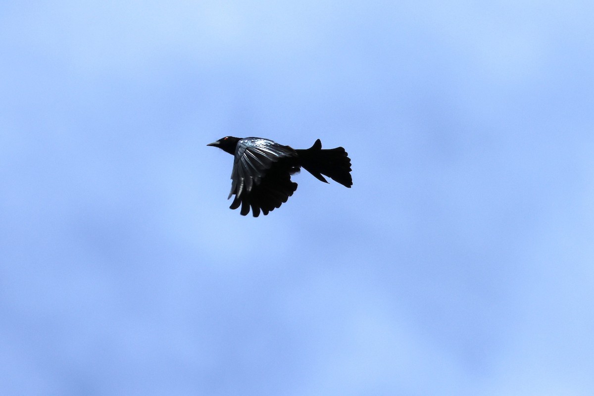 Wallacean Drongo (Sumba) - ML617651042