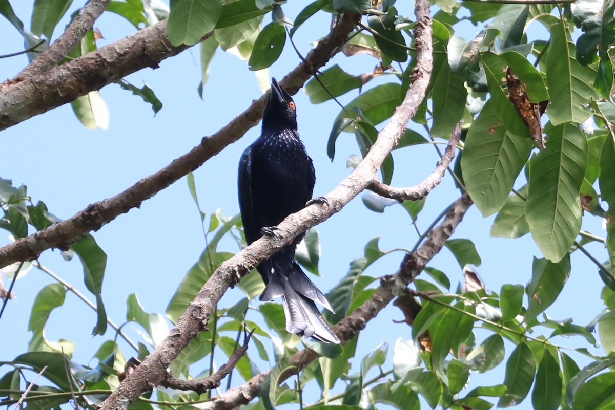 Wallacean Drongo (Sumba) - 瑞珍 楊