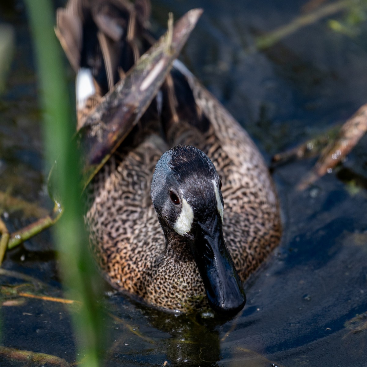 Blue-winged Teal - ML617651059