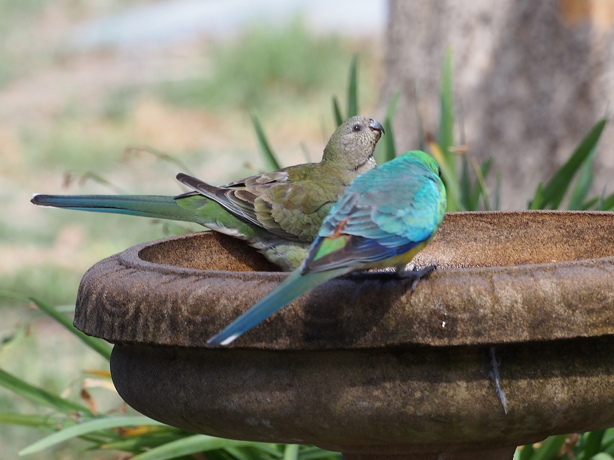 ビセイインコ - ML617651063