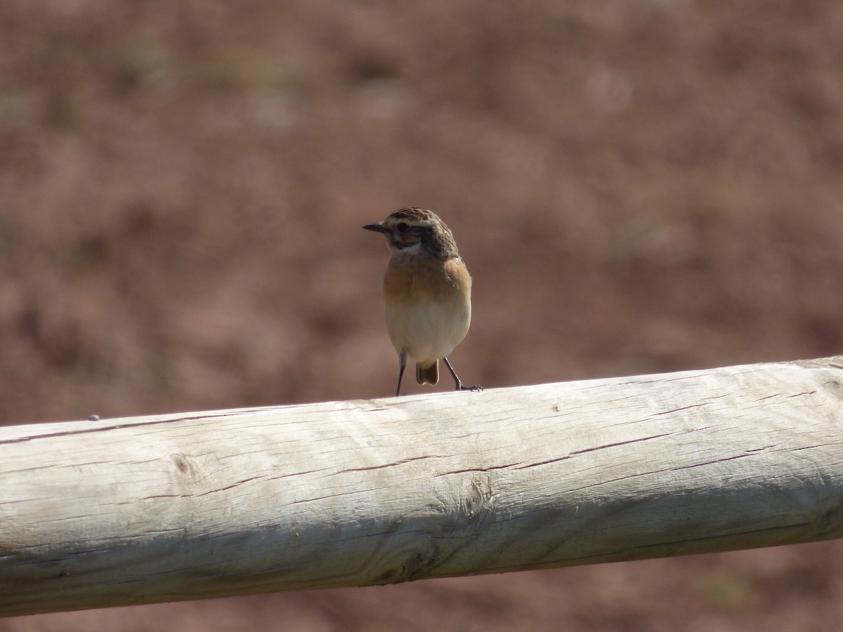 Whinchat - ML617651065