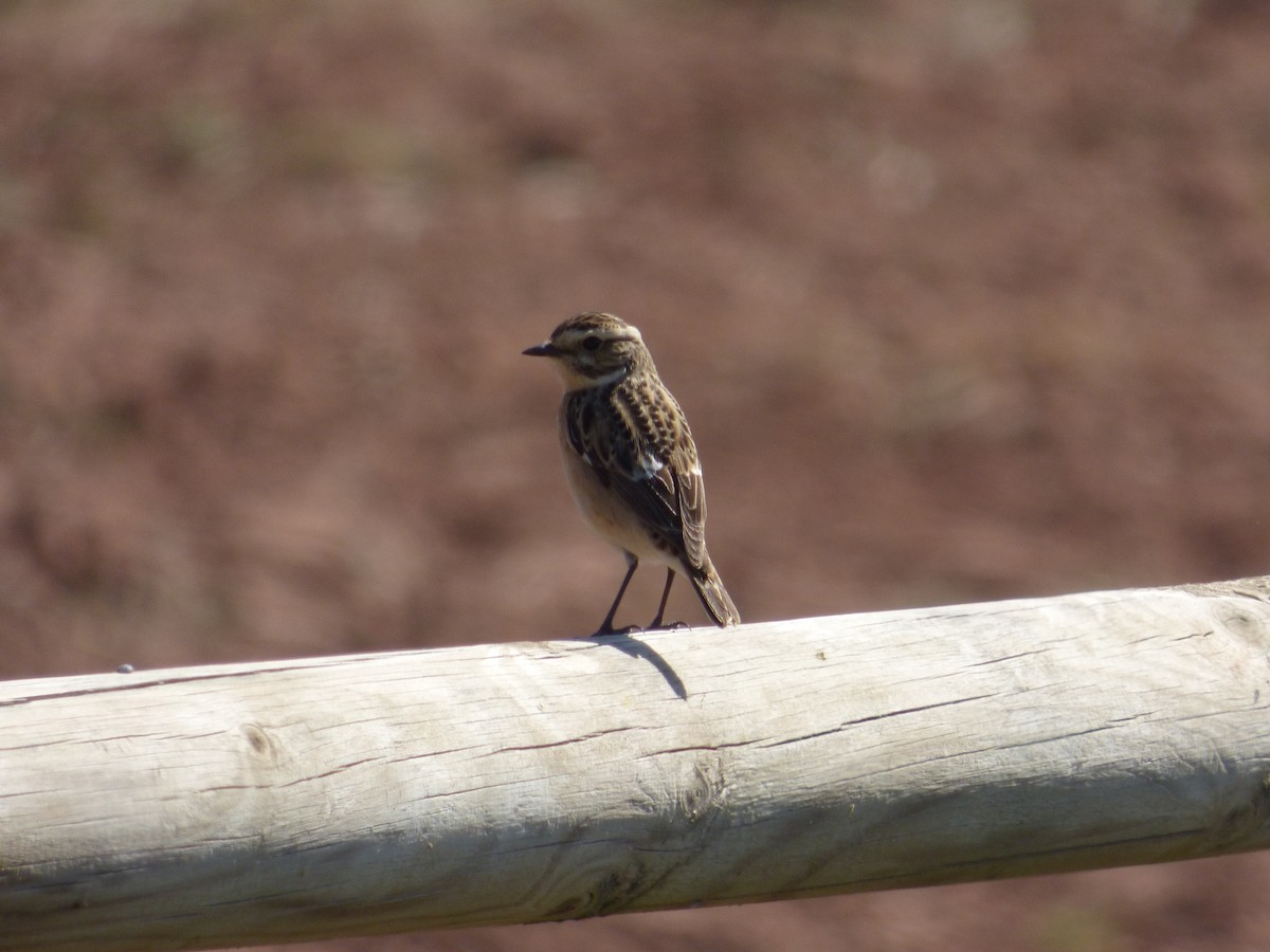 Whinchat - ML617651066