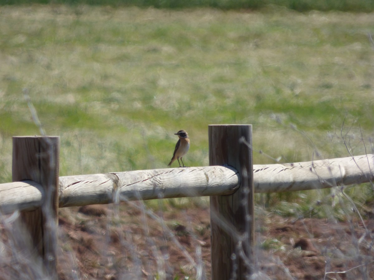 Whinchat - ML617651067