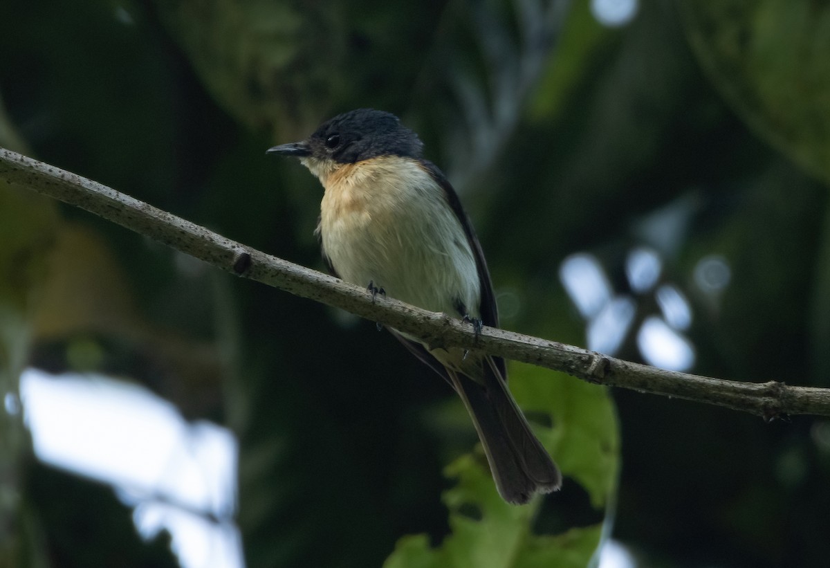 Moluccan Flycatcher - ML617651093