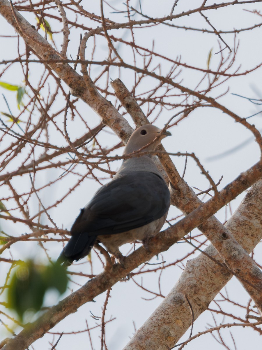 Dúcula Gris - ML617651117