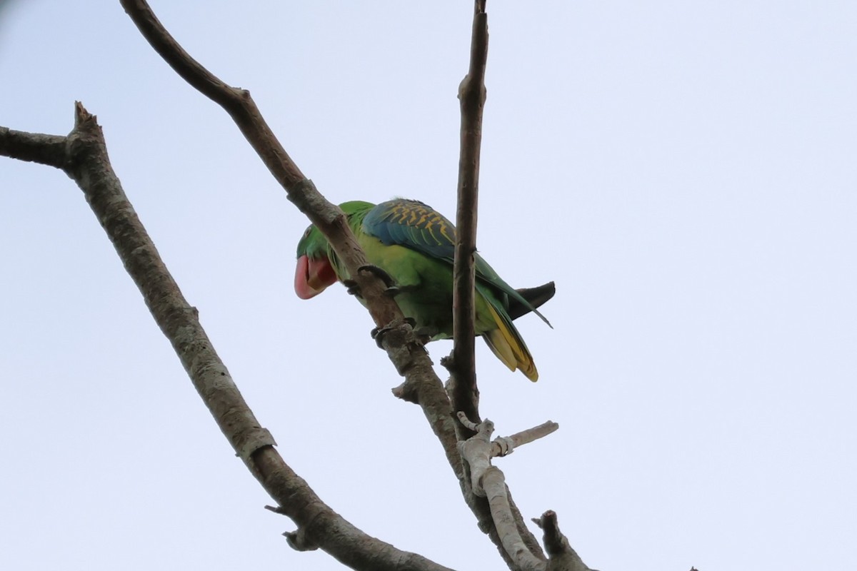 Great-billed Parrot - 瑞珍 楊