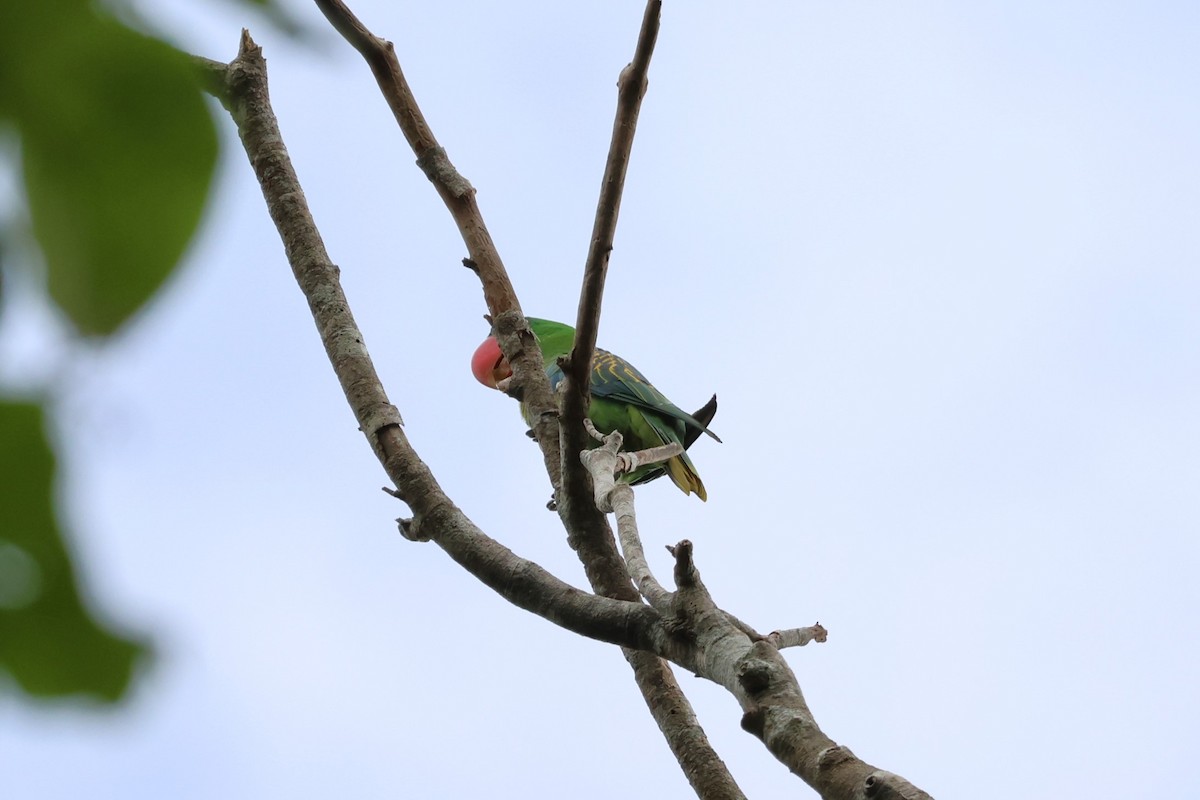 Great-billed Parrot - 瑞珍 楊