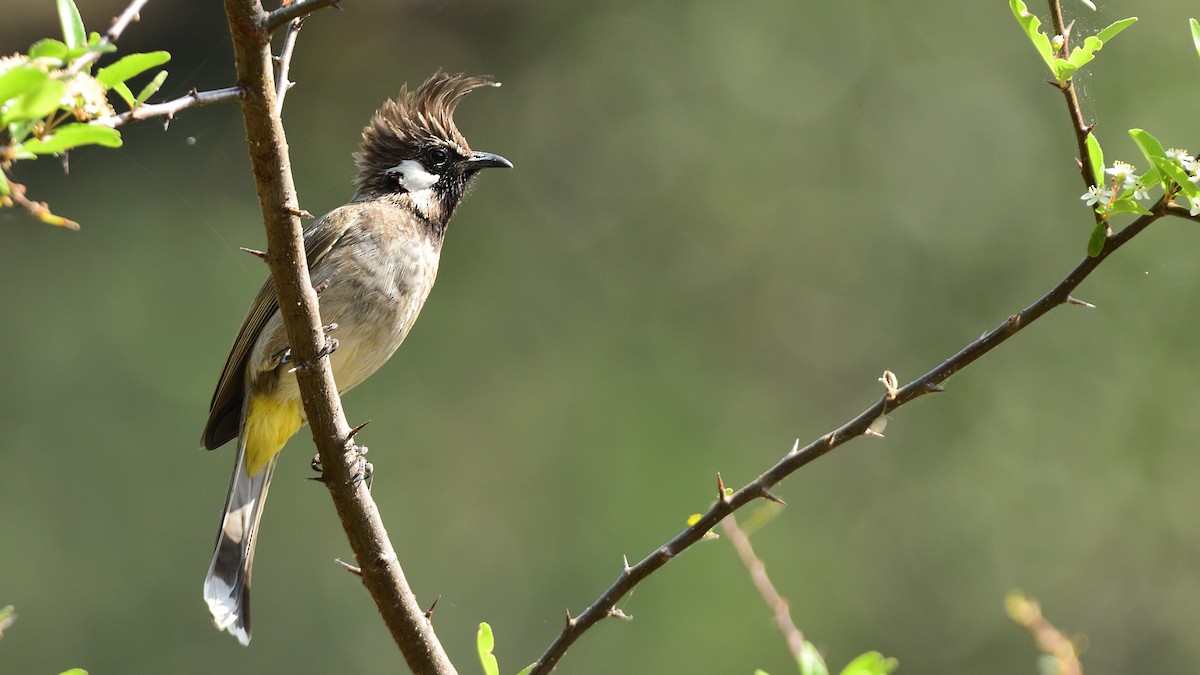 Bulbul à joues blanches - ML617651124