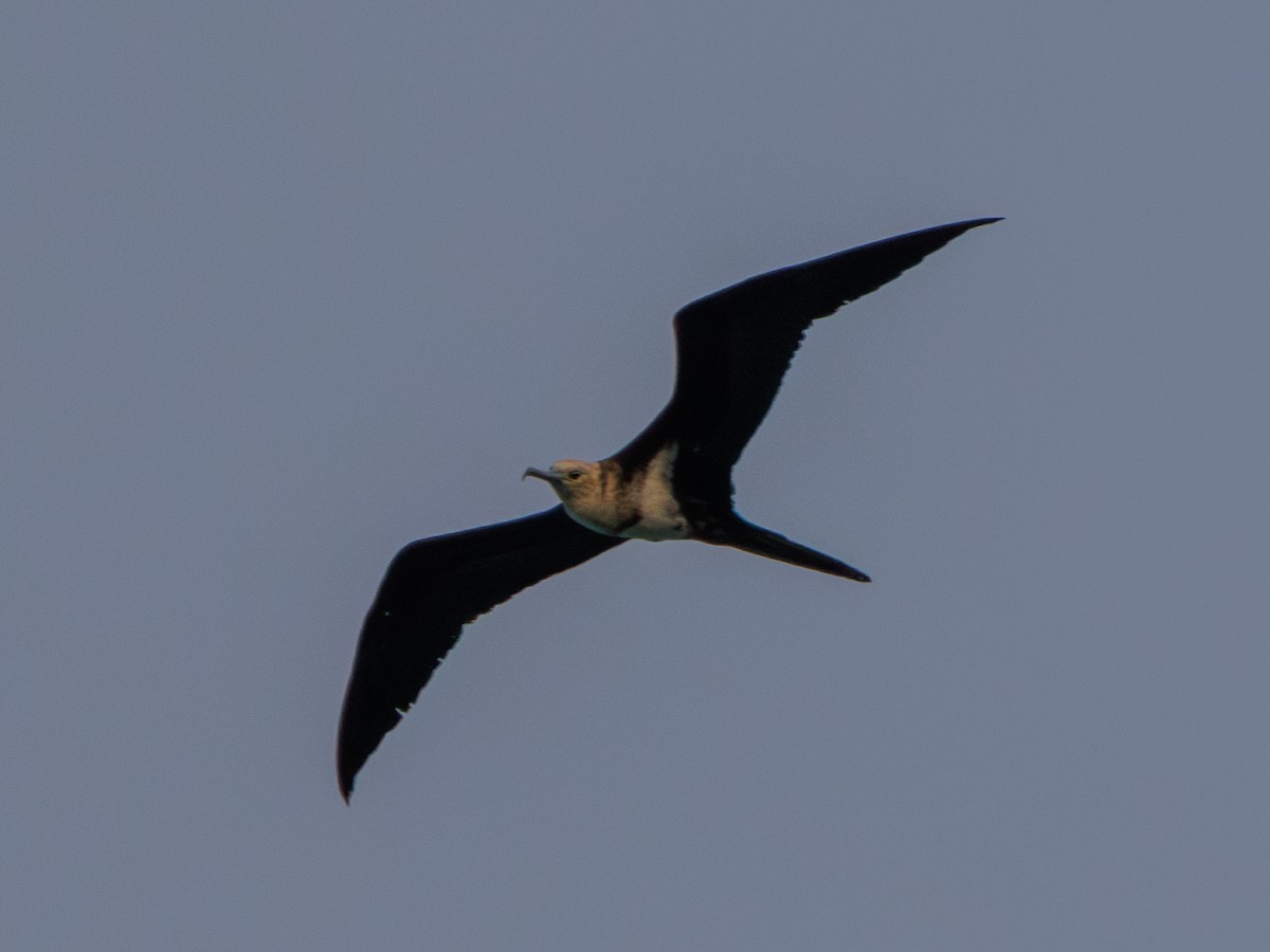 Christmas Island Frigatebird - ML617651125