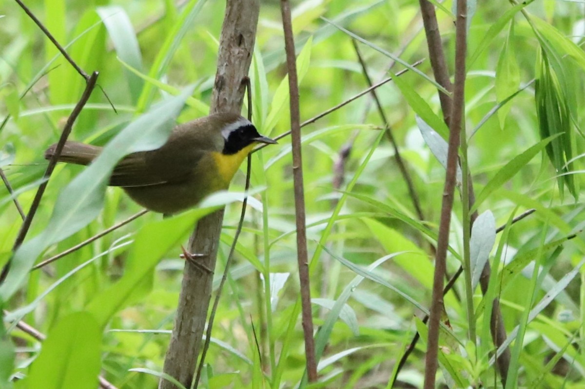 Common Yellowthroat - Judson Lassiter