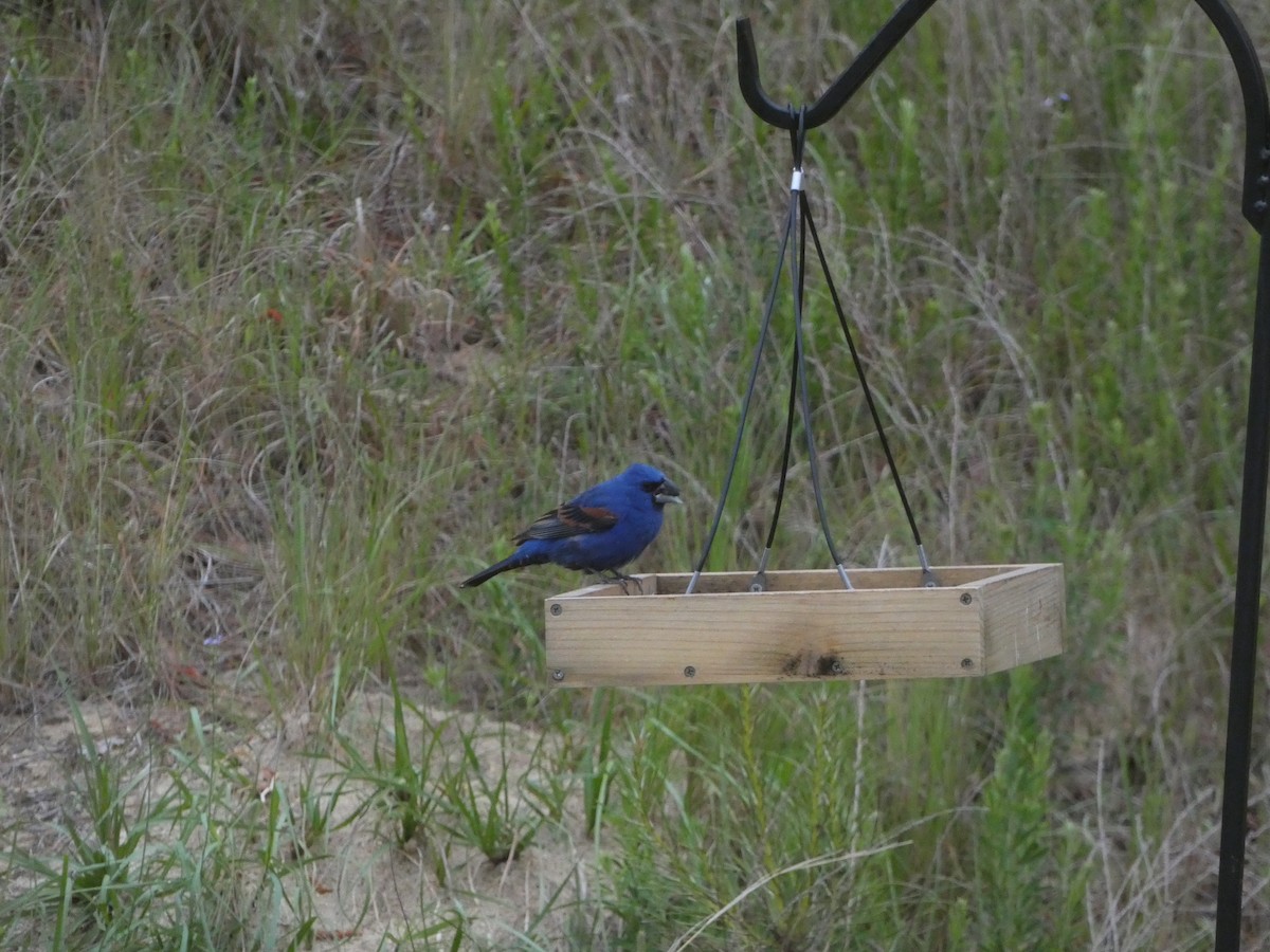 Blue Grosbeak - ML617651138