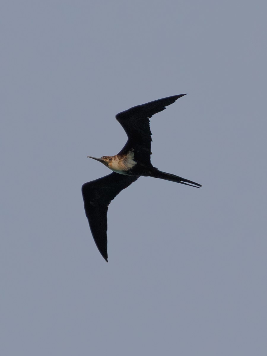 Lesser Frigatebird - ML617651145