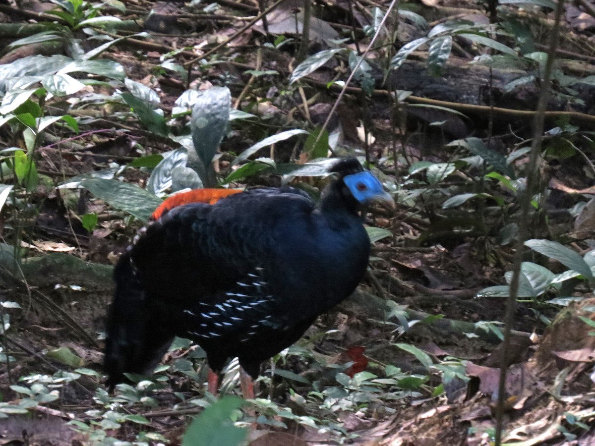 Malayan Crested Fireback - Mick Mellor